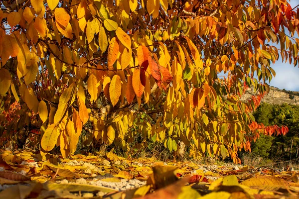 İspanya 'nın Alicante Dağı' nda sonbaharda kiraz tarlasında şafak vakti..