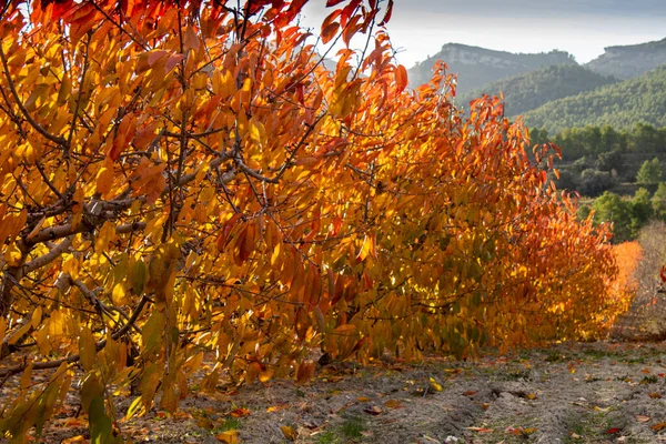 İspanya 'nın Alicante Dağı' nda sonbaharda kiraz tarlasında şafak vakti..