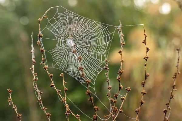 Cobweb Μεταξύ Των Ορεινών Φυτών Που Περιμένουν Λεία Τους Στο — Φωτογραφία Αρχείου