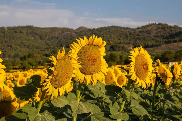 Culture Tournesol Lever Soleil Dans Les Montagnes Alicante Espagne — Photo