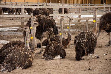 Devekuşu, devekuşu sürüsü çitlerin arkasından dışarı bakıyor, devekuşları tatilde, devekuşları nasıl da...
