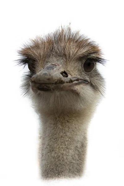 Portret Van Afrikaanse Struisvogel — Stockfoto