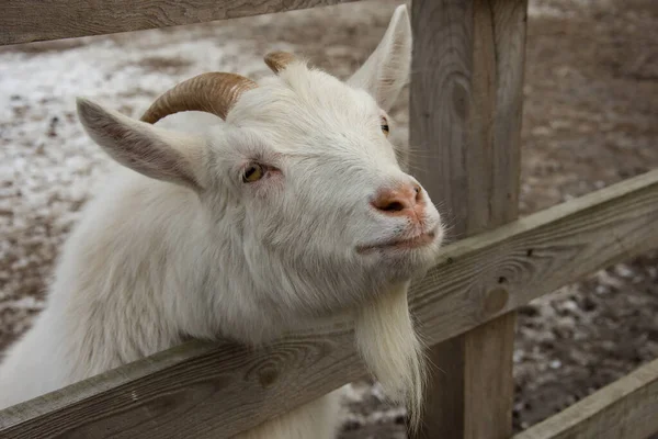 White Goat Peeks Out Fence — Stock Photo, Image