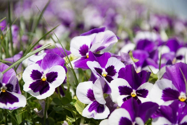 Viola Belles Fleurs Drôles Poussant Dans Les Rues Ville — Photo