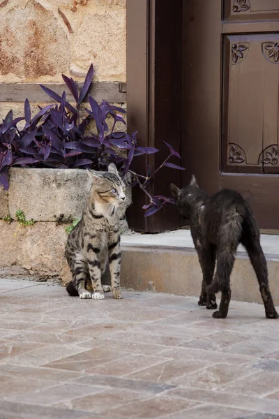 Two Wild Street Cats Fight City Street — Stock Photo, Image