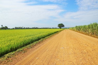 Ülkede yol ve ağaç ve yeşil pirinç alan mavi gökyüzü backgro ile