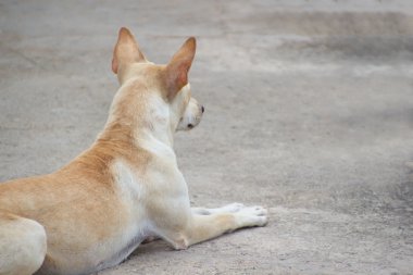 Yalnız köpek bekleyen ve çömelmiş üzerinde zemin