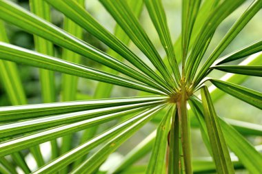 Green palm tree leaf