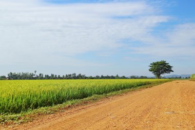 Ülkede yol ve ağaç ve yeşil pirinç alan mavi gökyüzü backgro ile