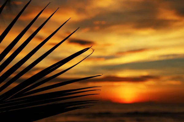 Puesta de sol sobre el mar y hojas de palma — Foto de Stock