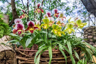 Paphiopedilum orkide Doi Tung, Chiang Rai, Tayland