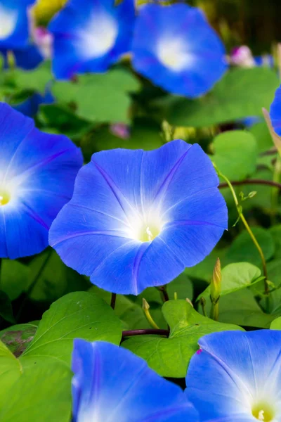 Glória manhã azul — Fotografia de Stock