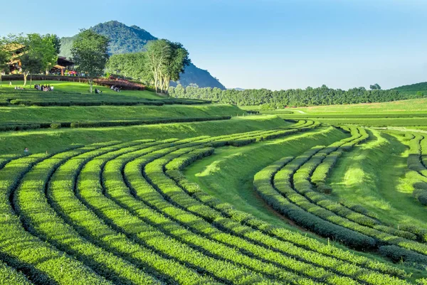 Çay plantasyon içinde Chiang rai Eyaleti, Tayland