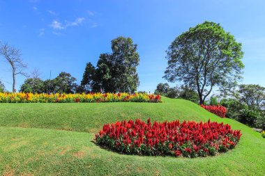 Beaytiful Çiçek Bahçe