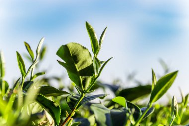 Chiang Rai, Tayland 'da çay çiftliği.