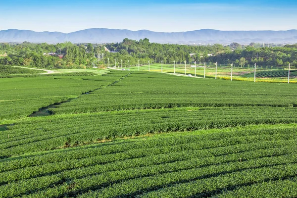 Chiang Rai, Tayland 'da çay çiftliği.