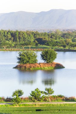 Çay plantasyon gölde ağaçta