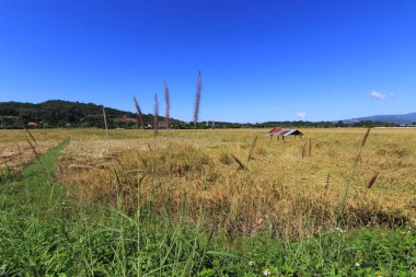 Pirinç alan ve mavi gökyüzü arka plan