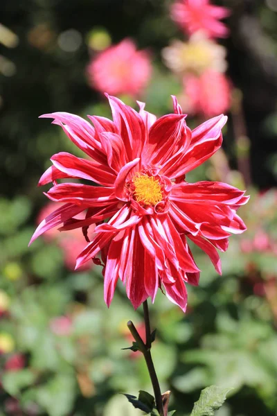 Rózsaszín virág - Dália — Stock Fotó