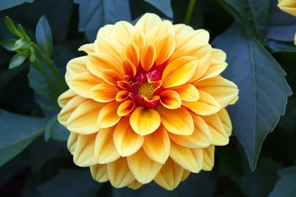 Sárga virág - Dália — Stock Fotó