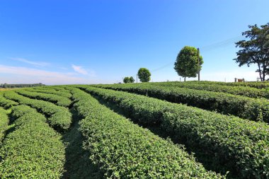 Chiang Rai, Tayland 'da çay çiftliği.