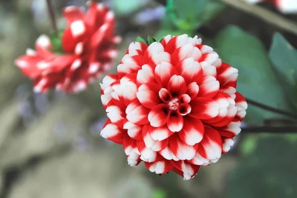 Red flower - Dahlia — Stock Photo, Image