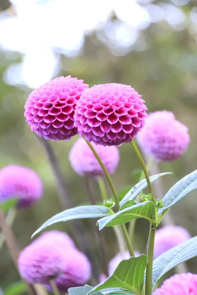 Purple flower - Dahlia — Stock Photo, Image