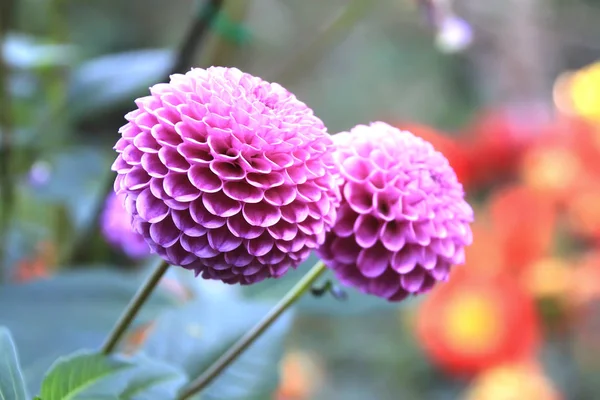 Purple flower - Dahlia — Stock Photo, Image