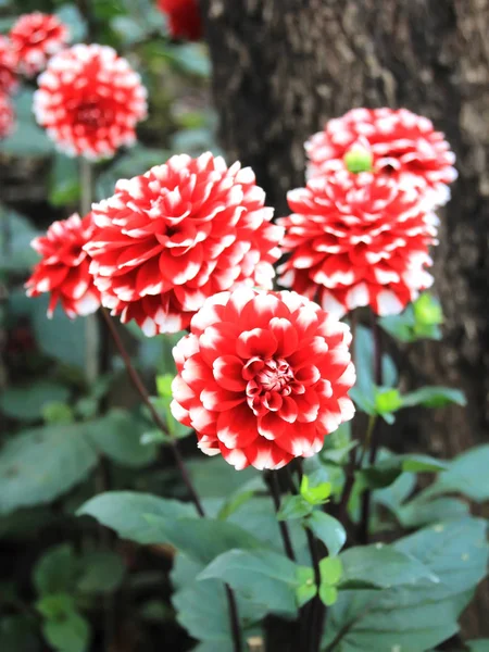 Piros virág - Dália — Stock Fotó