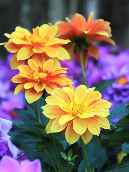 Yellow flower - Dahlia — Stock Photo, Image