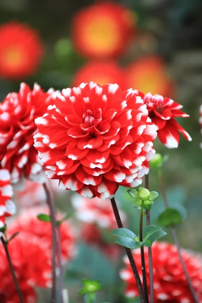 Κόκκινο λουλούδι - Ντάλια — Φωτογραφία Αρχείου