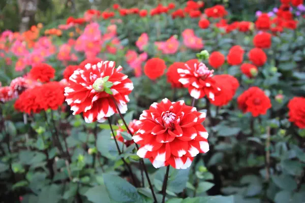 Piros virág - Dália — Stock Fotó