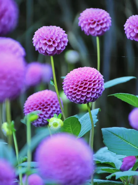 Purple flower - Dahlia — Stock Photo, Image