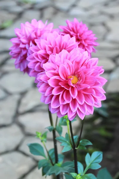 Rózsaszín virág - Dália — Stock Fotó