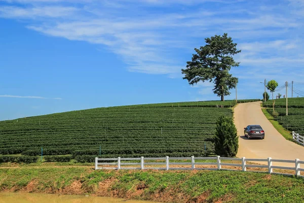 Plantação de chá, árvore solitária e carro dirigindo na colina — Fotografia de Stock