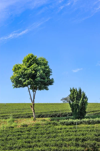 Schöner Baum und Strauch, schöner Himmel und Wolken — Stockfoto