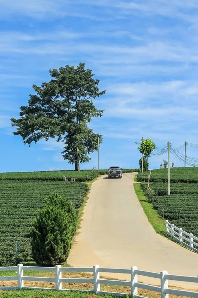 Plantação de chá, árvore solitária e carro dirigindo na colina — Fotografia de Stock