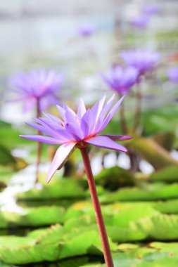 Usulca mor lotus çiçeği veya nilüfer çiçek odaklanmak