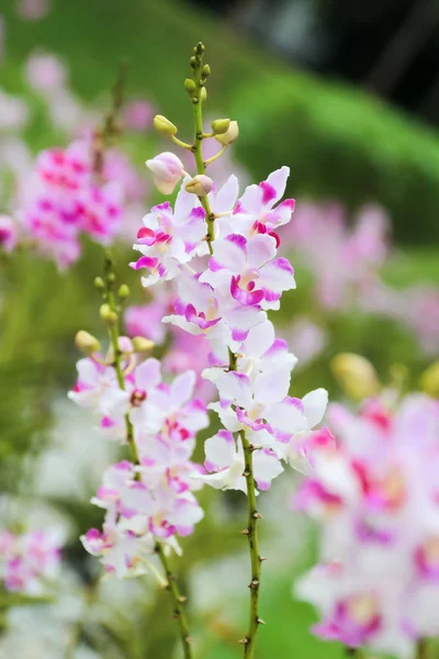 Orquídea rosa e branca fechada no jardim — Fotografia de Stock