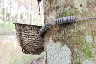 Kauçuk lateks kauçuk ağacı plantasyon içinde için Kupası