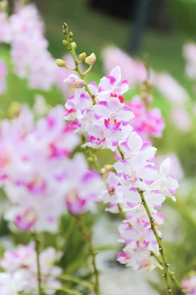 Closed up pink and white orchid in the garden — Stock Photo, Image