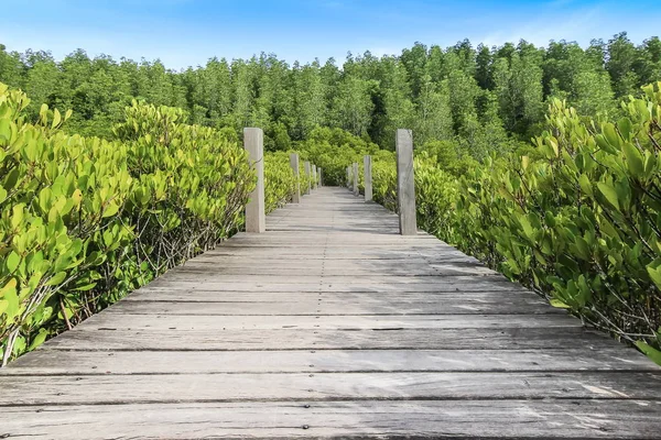 Ponte de madeira walkway manguezal floresta na Tailândia — Fotografia de Stock