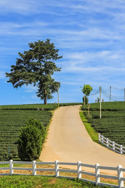 Plantação de chá, árvore solitária e estrada na colina — Fotografia de Stock
