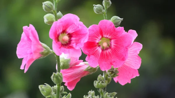 Selectieve aandacht Hollyhock bloem in de tuin — Stockfoto