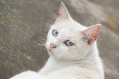 Beyaz kedi, iki göz arıyorum döşeme.