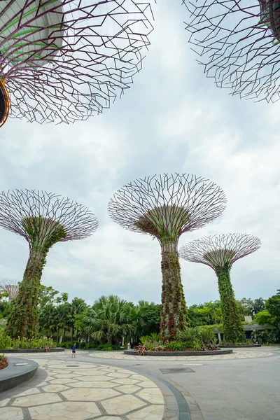 Сады у залива, роща Супертри в Сингапуре . — стоковое фото