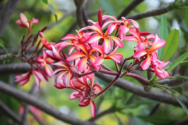 Vacker röd blomma bush, Plumeria eller Frangipani blomma — Stockfoto