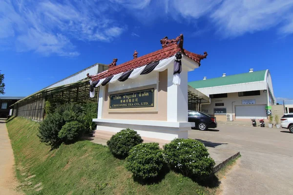 La plantación de té Choui Fong se encuentra en Chiang Rai, Tailandia. Es uno o... — Foto de Stock