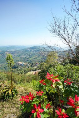 Kırmızı çiçek, dağ, orman ve mavi gökyüzü