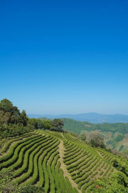 Çay plantasyon Doi Mae Salong, Chiang Rai Tayland içinde